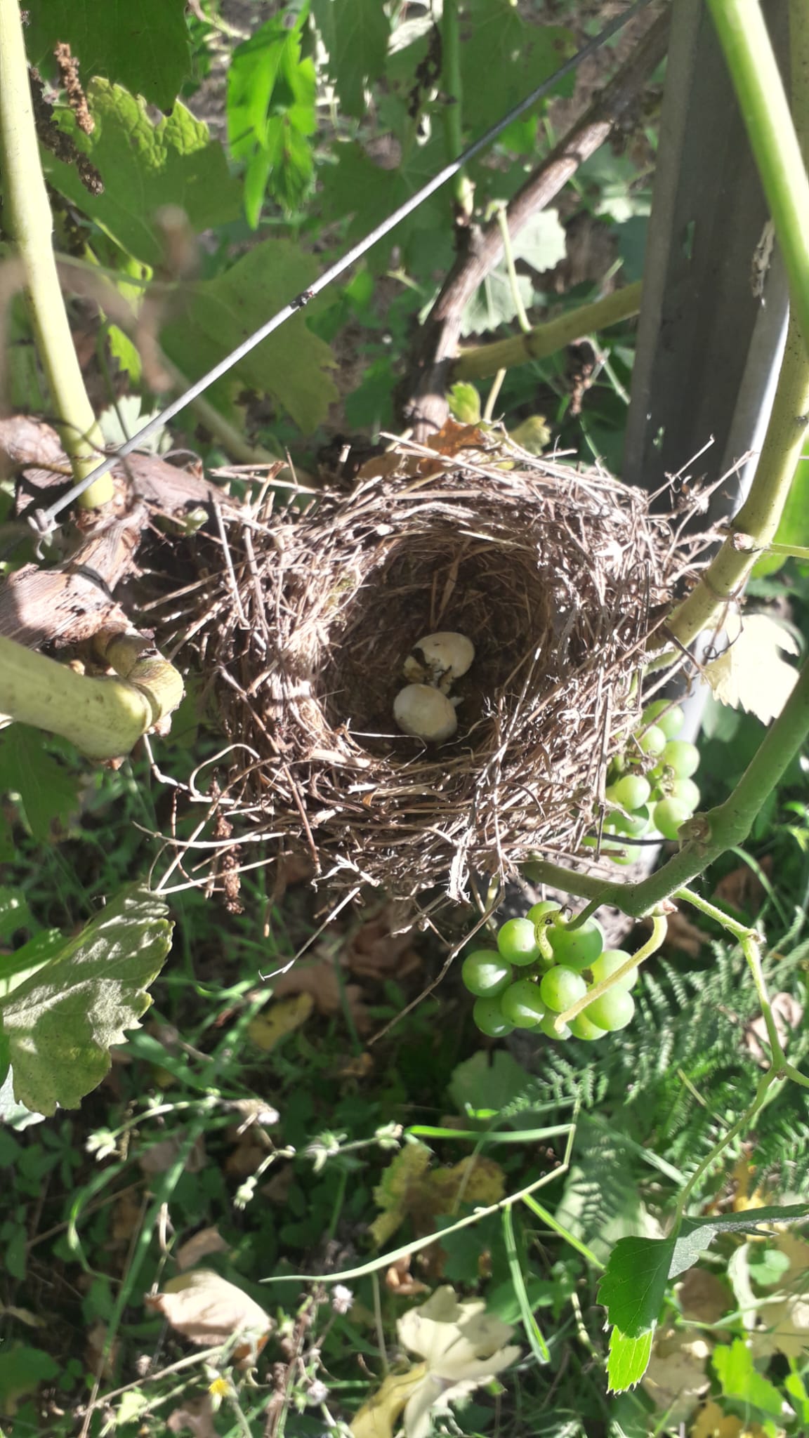 greco-di-tufo-naturale